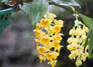 Easy Ways to Grow Dendrobium Orchid Plant in Charcoal