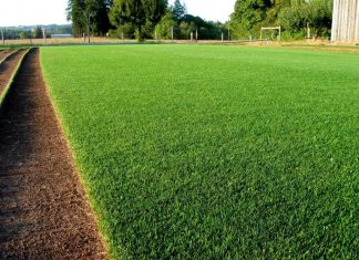 Green and Shady Home : Tips to Care for Your Lawn in The Front Yard