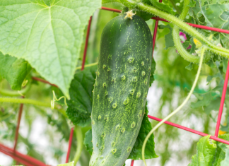 Tips to Grow Cucumber and How to Care for Them in The Trellis