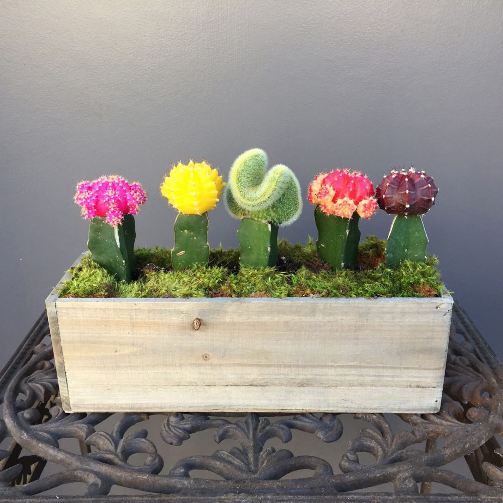 Easy Ways and Simple Tips to Graft The Moon Cactus