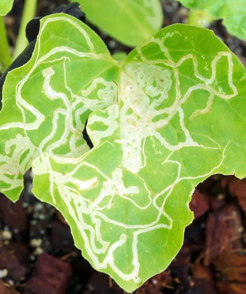 DIY Organic Leaf Miners Control for Your Vegetable Leaves - HomesFornh