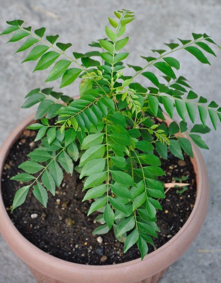 Curry Leaf Plant