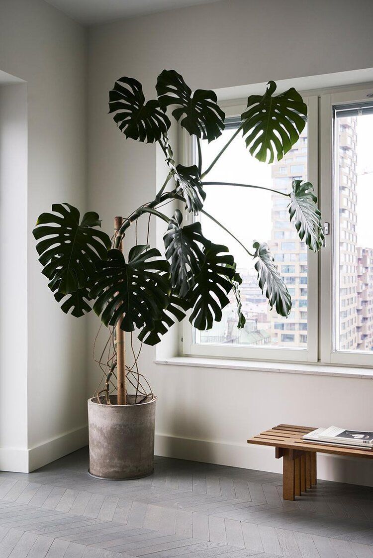 Monstera Deliciosa to Decorate Your Corner Space