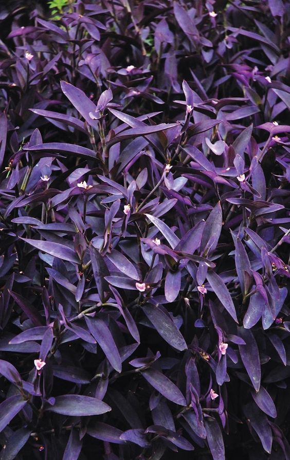 Tradescantia Pallida