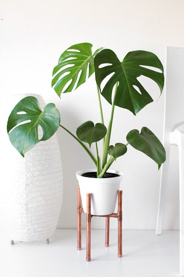 The Young Monstera Deliciosa in A Standing Planter