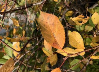 Mulching Fall Leaves : Create Beautiful Gardens and Backyards