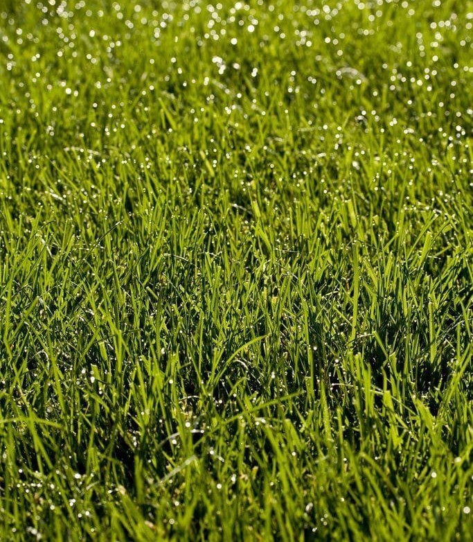 Tall Fescue Grass