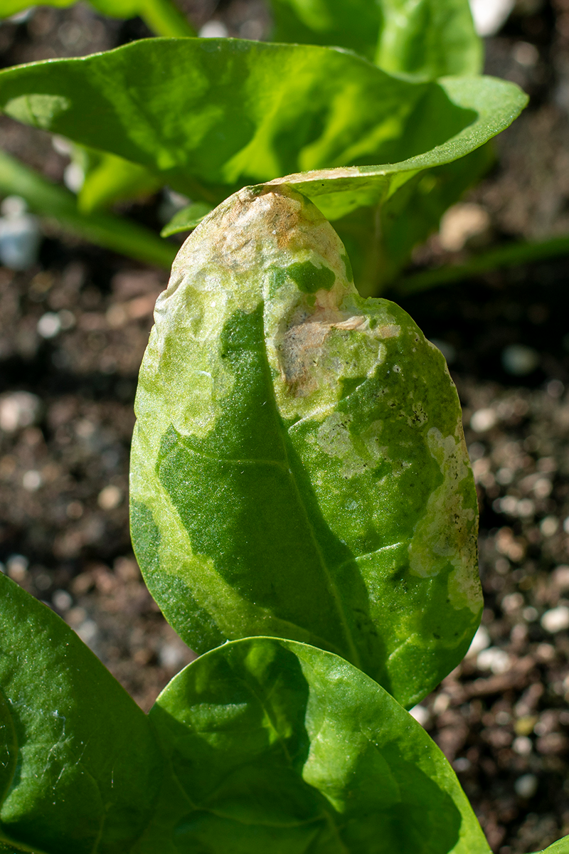 The Damage from Leaf Miners