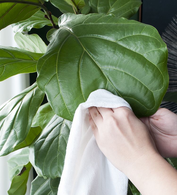Wash The Plant by Wiping It with Organic Controls