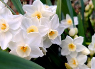 20 White Flowers and Night Blooming Plants for Your Moon Garden