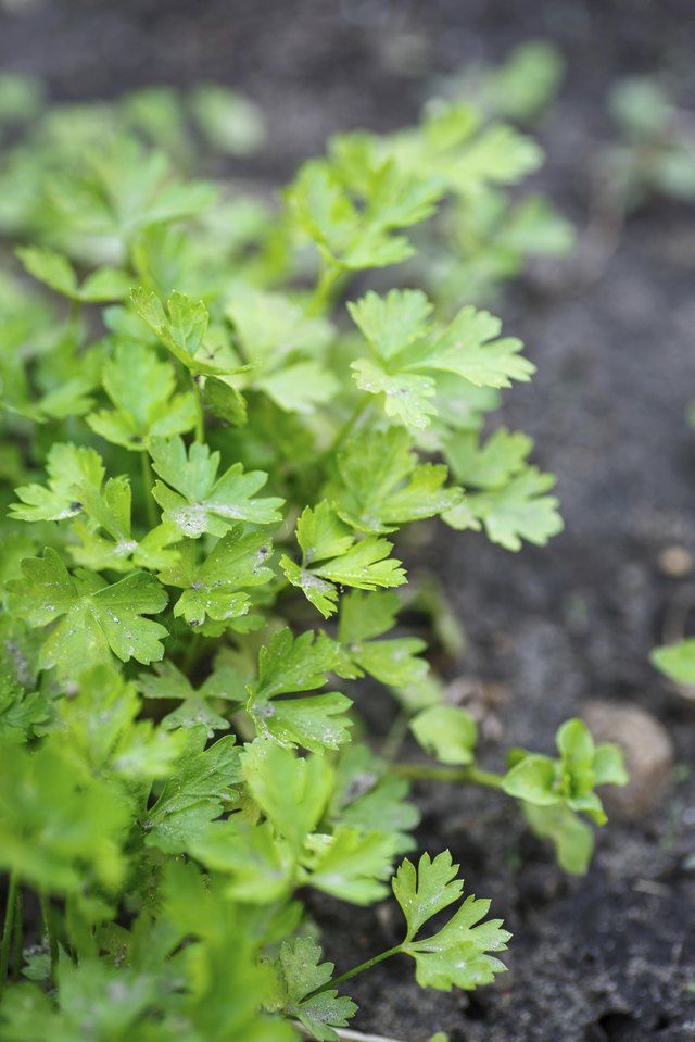 Cilantro