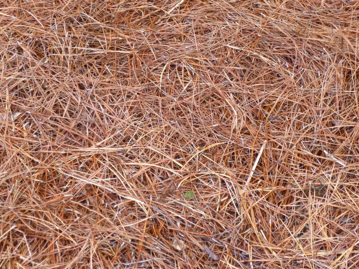 Pine Needles