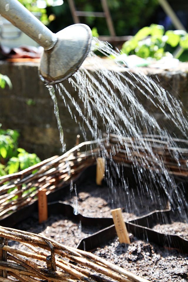 Watering Routine