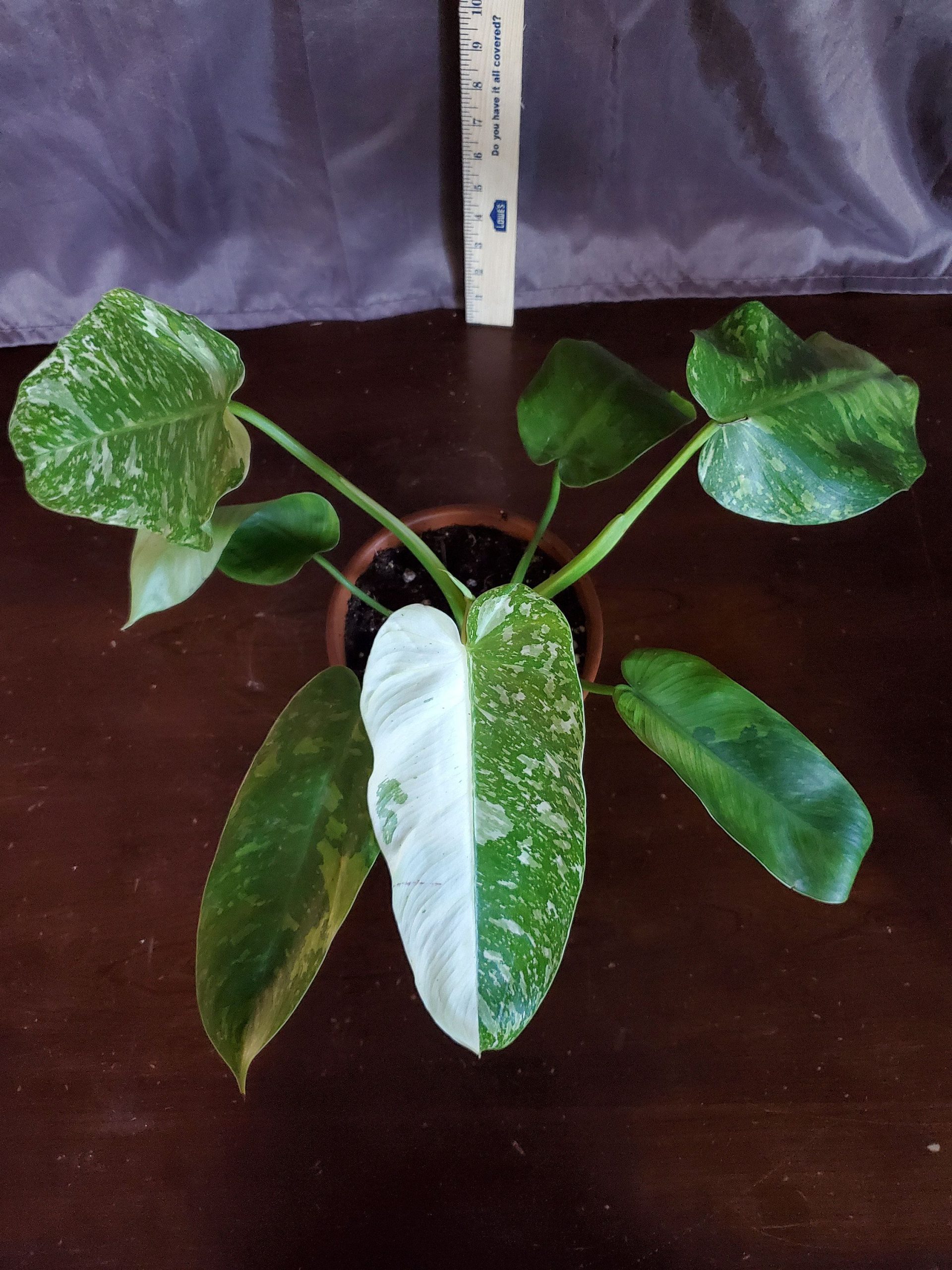 Philodendron Imbe