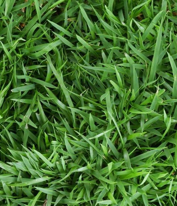 Zoysia Grass