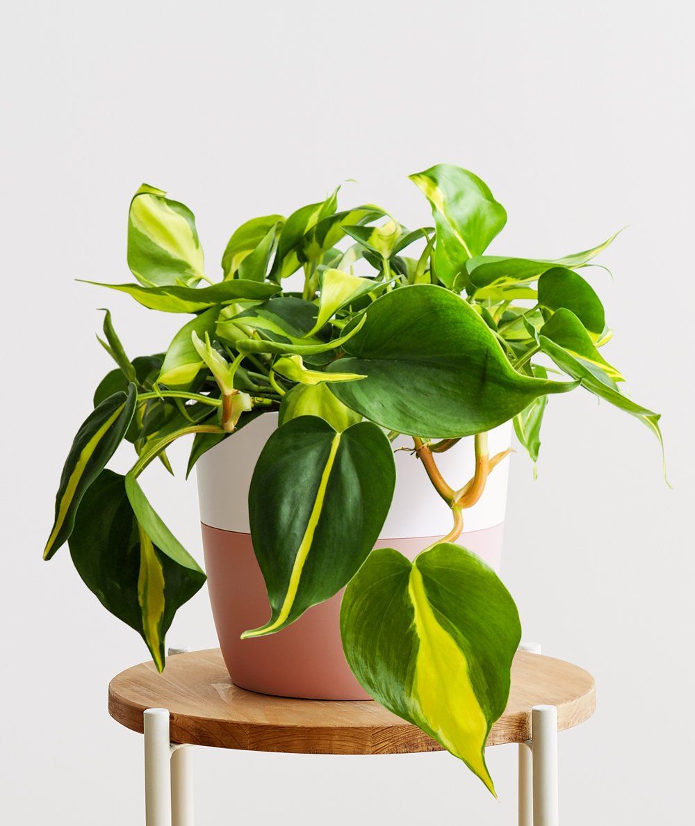 Philodendron Brasil