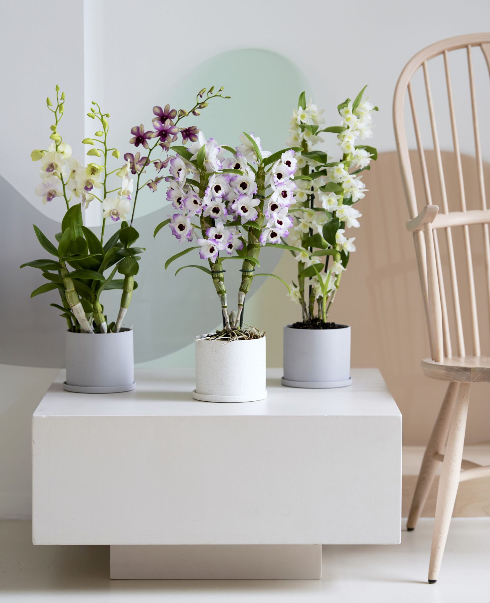 Easy Ways to Grow Dendrobium Orchid Plant in Charcoal HomesFornh