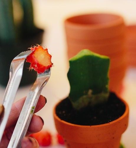 Slice the Lower Part of the Moon Cactus