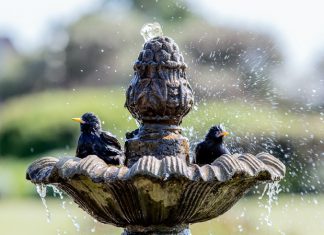 4 Reasons to Get a Fountain for Your Garden