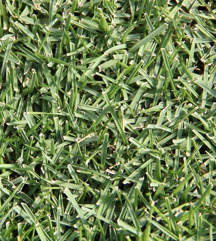 St. Augustine Grass