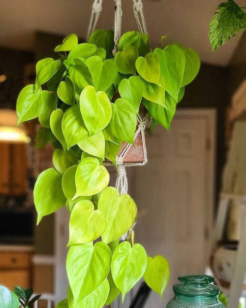 Lemon Philodendron