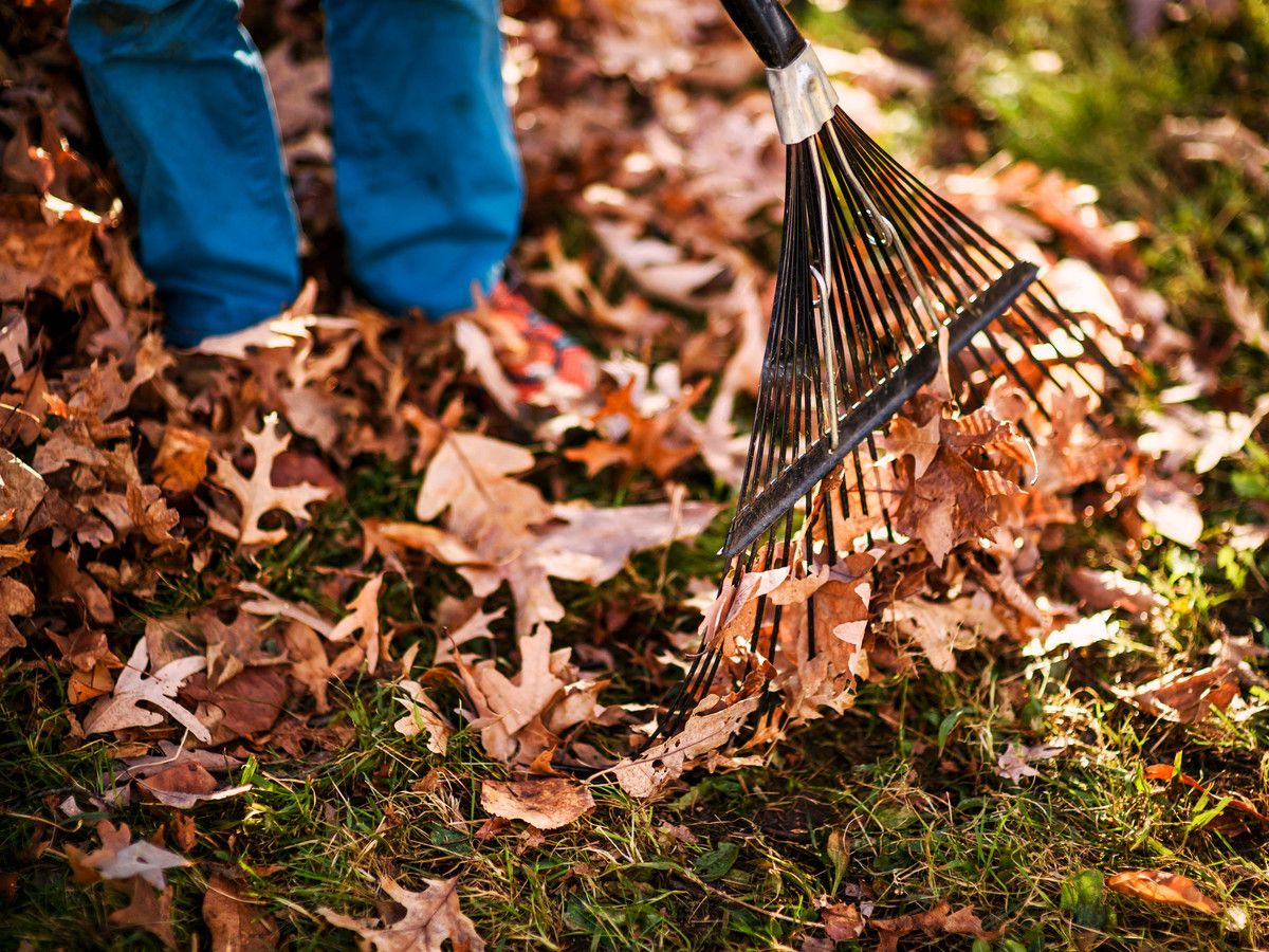 Autumn Leaves