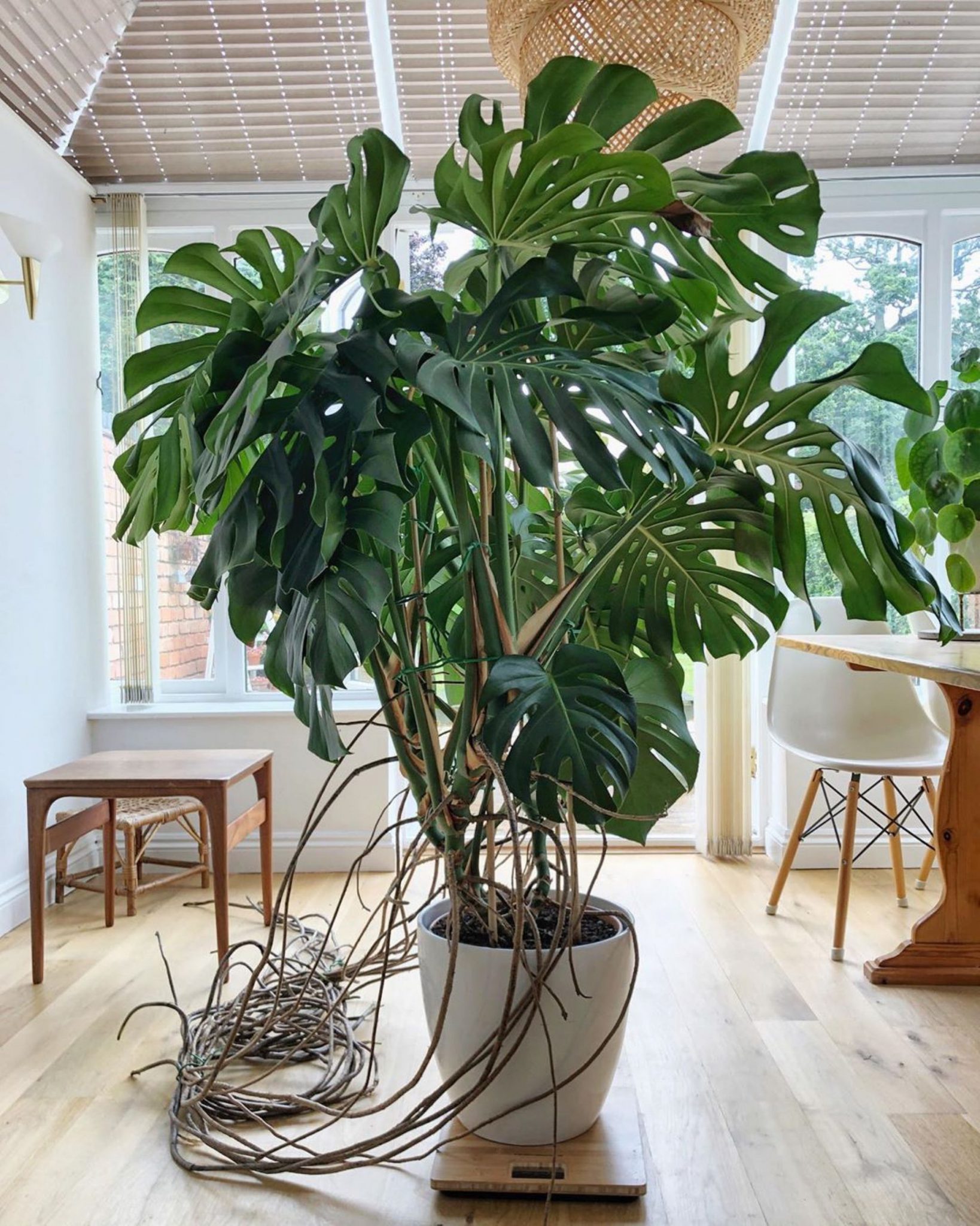 Monstera Indoor Plant Care