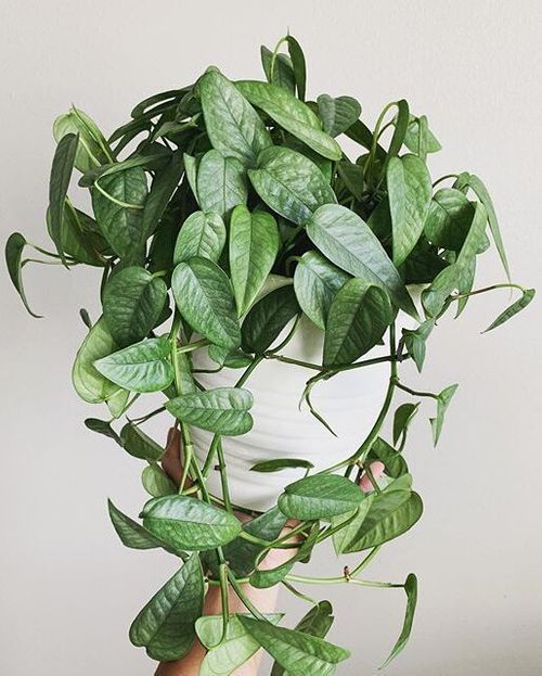 Cebu Blue Pothos