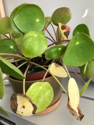 Pilea Peperomioides : Tips to Care and How to Grow It Straight Up
