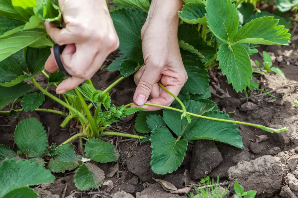 Pruning The Strawberry Runners