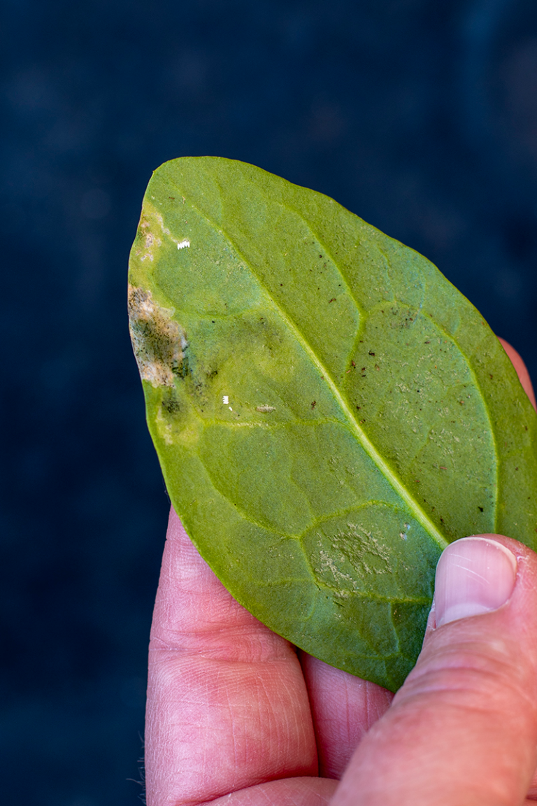 DIY Organic Leaf Miners Control for Your Vegetable Leaves HomesFornh