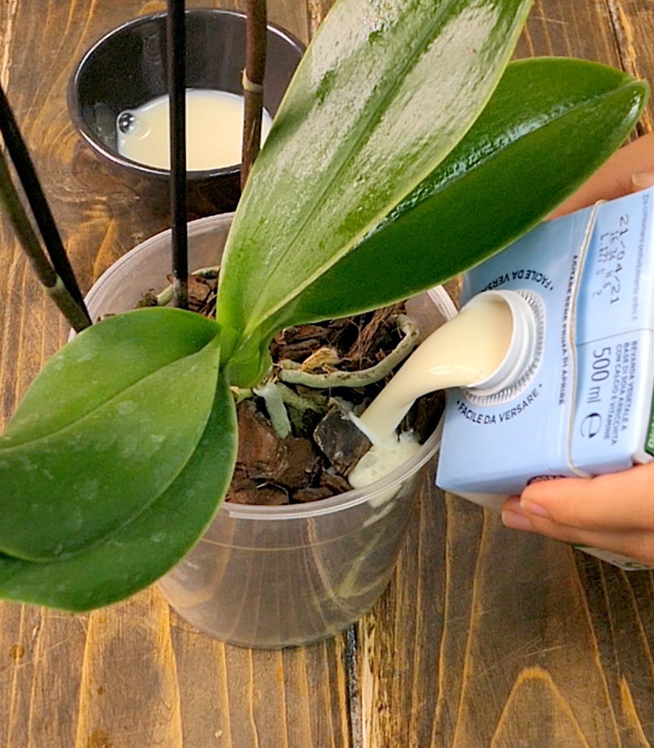 Fertilizing the Orchid