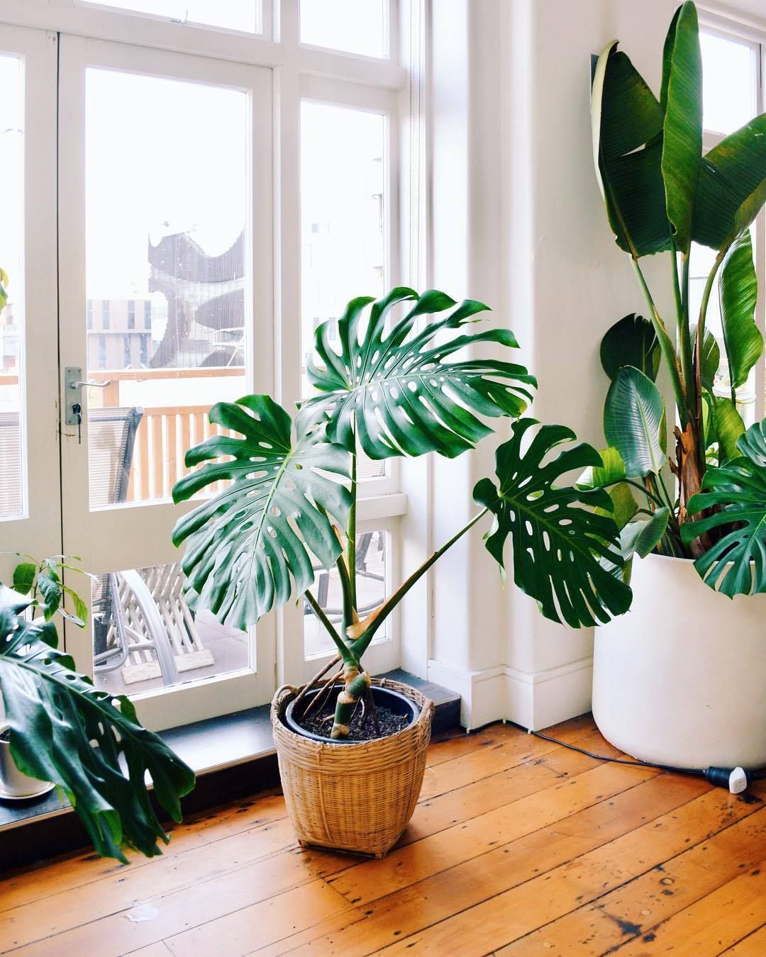 Monstera Deliciosa on The Windowsill or Glass Door