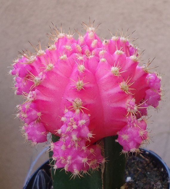 Care for The Grafting Moon Cactus