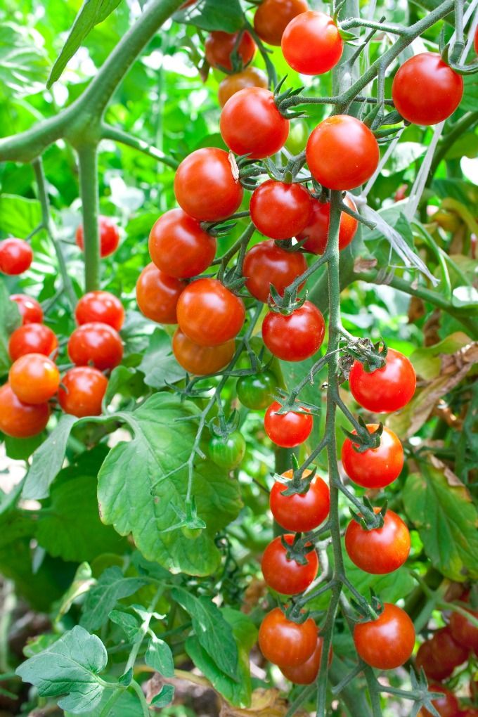 Cherry Tomatoes