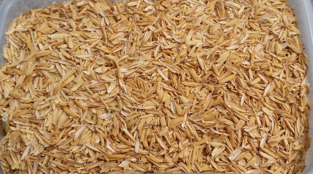 Rice Hull