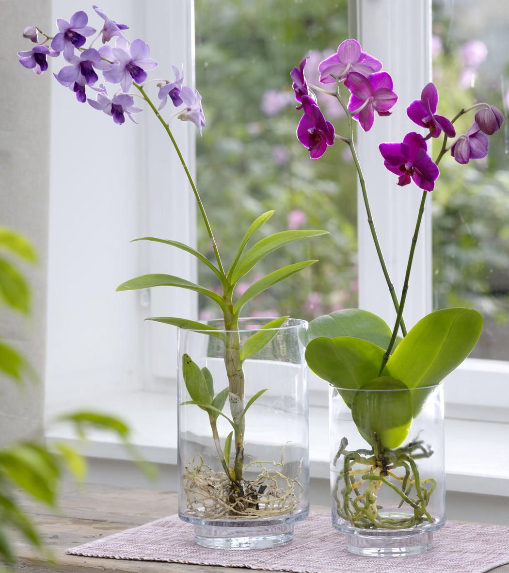 Set a Good Site for Orchid