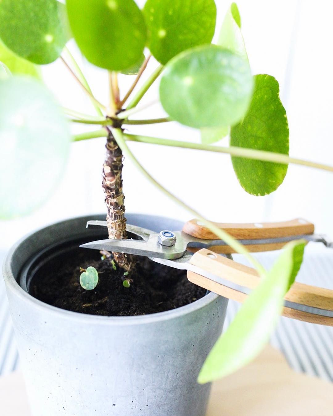 Pruning The Leaves