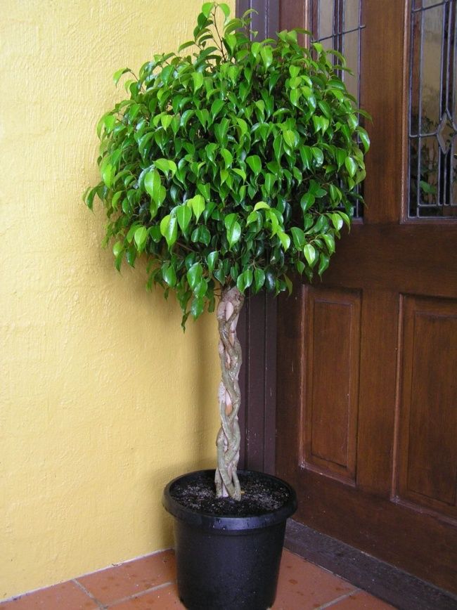 Ficus Benjamina