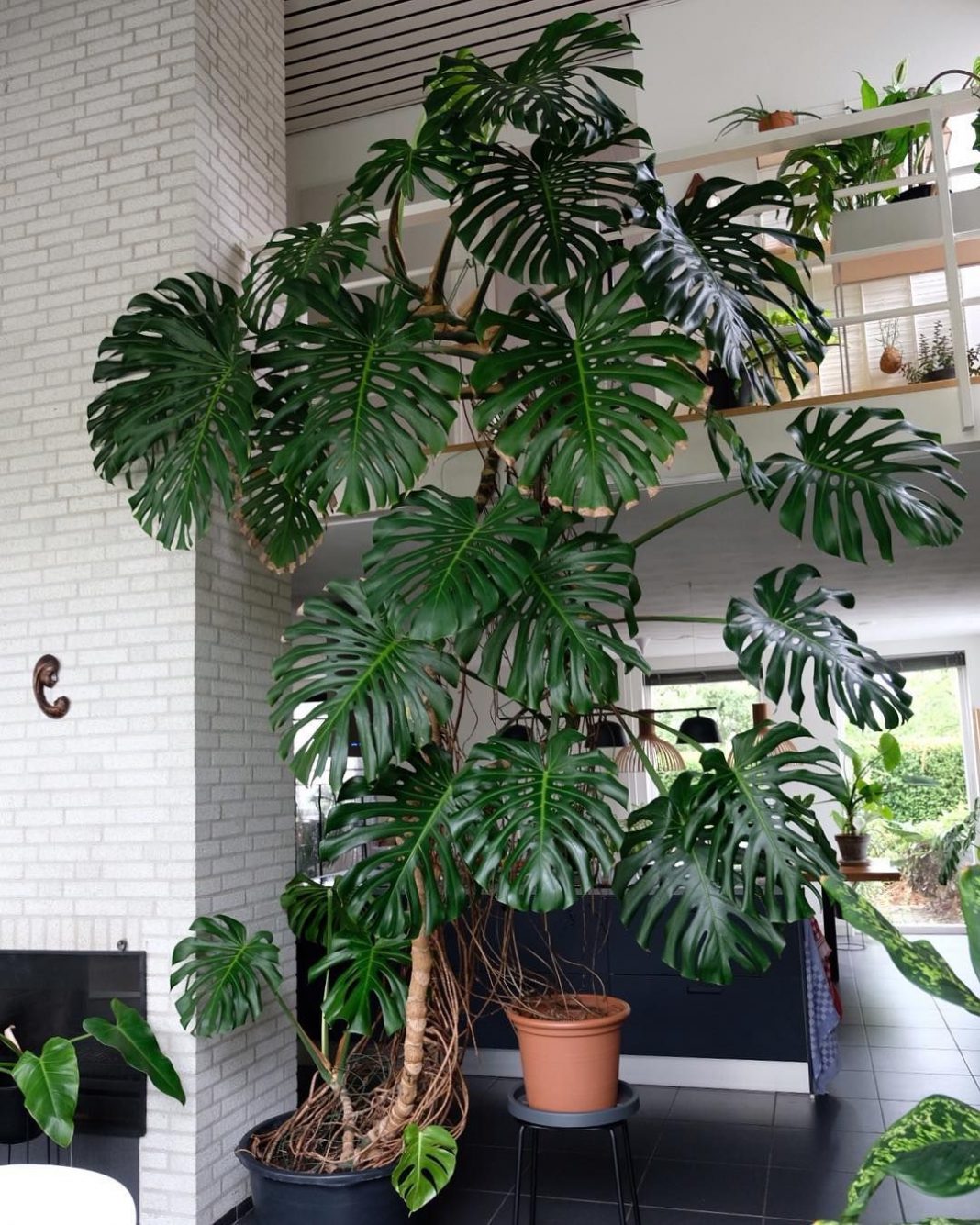 Are Coffee Grounds Good For Monstera Plants at Charles Tipton blog