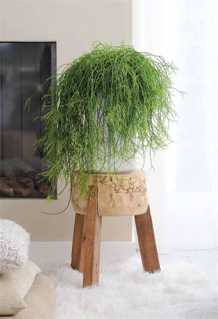 Rhipsalis