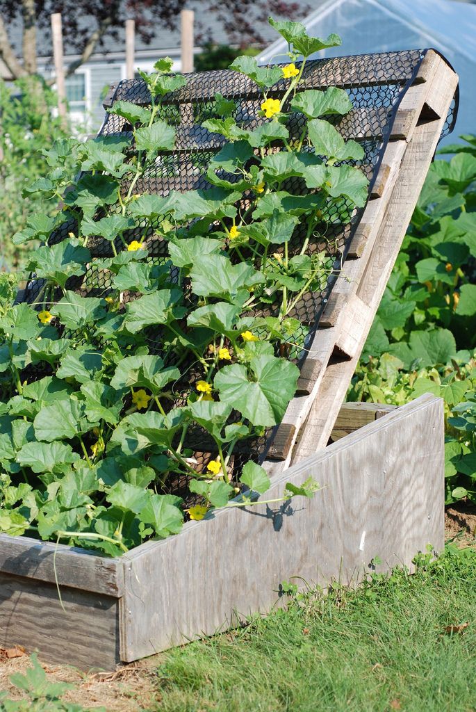Use a Pallet to Grow The Cucumber