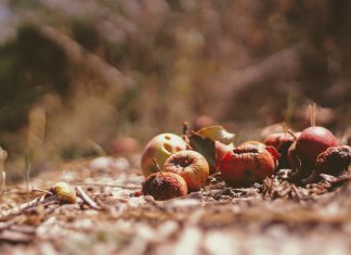 The Incredible Benefits of Composting
