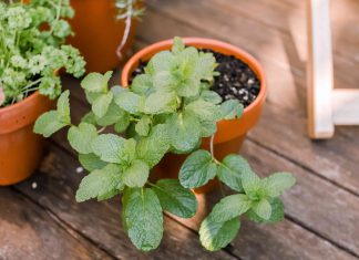 10 Vegetable Ideas to Grow in A Container in Partial Sunlight
