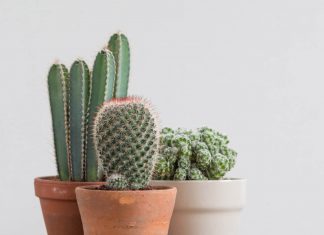 Easy Ways and Simple Tips to Graft The Moon Cactus