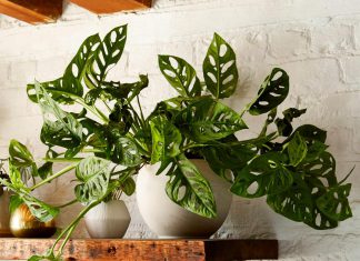10 Ornamental Plant Ideas That Easy to Propagate in Your Home