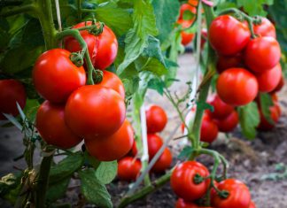 All About Tomato Plants : Easy Ways to Plant and How to Care for Them