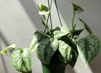 Easy Ways to Grow Scindapsus and How to Care It Indoor