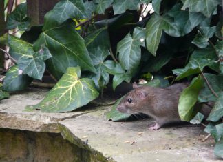 DIY Homemade Rats Repellent Sprays for Your Home Garden
