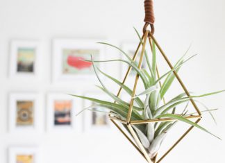 Attractive Hydroponic Ornamental Plant Ideas to Make Your Home Fresher